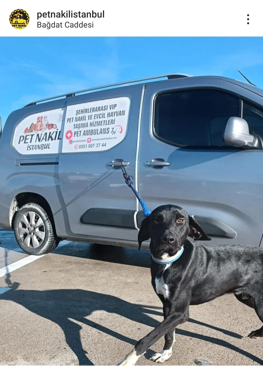Pet Şehirlerarası Nakil