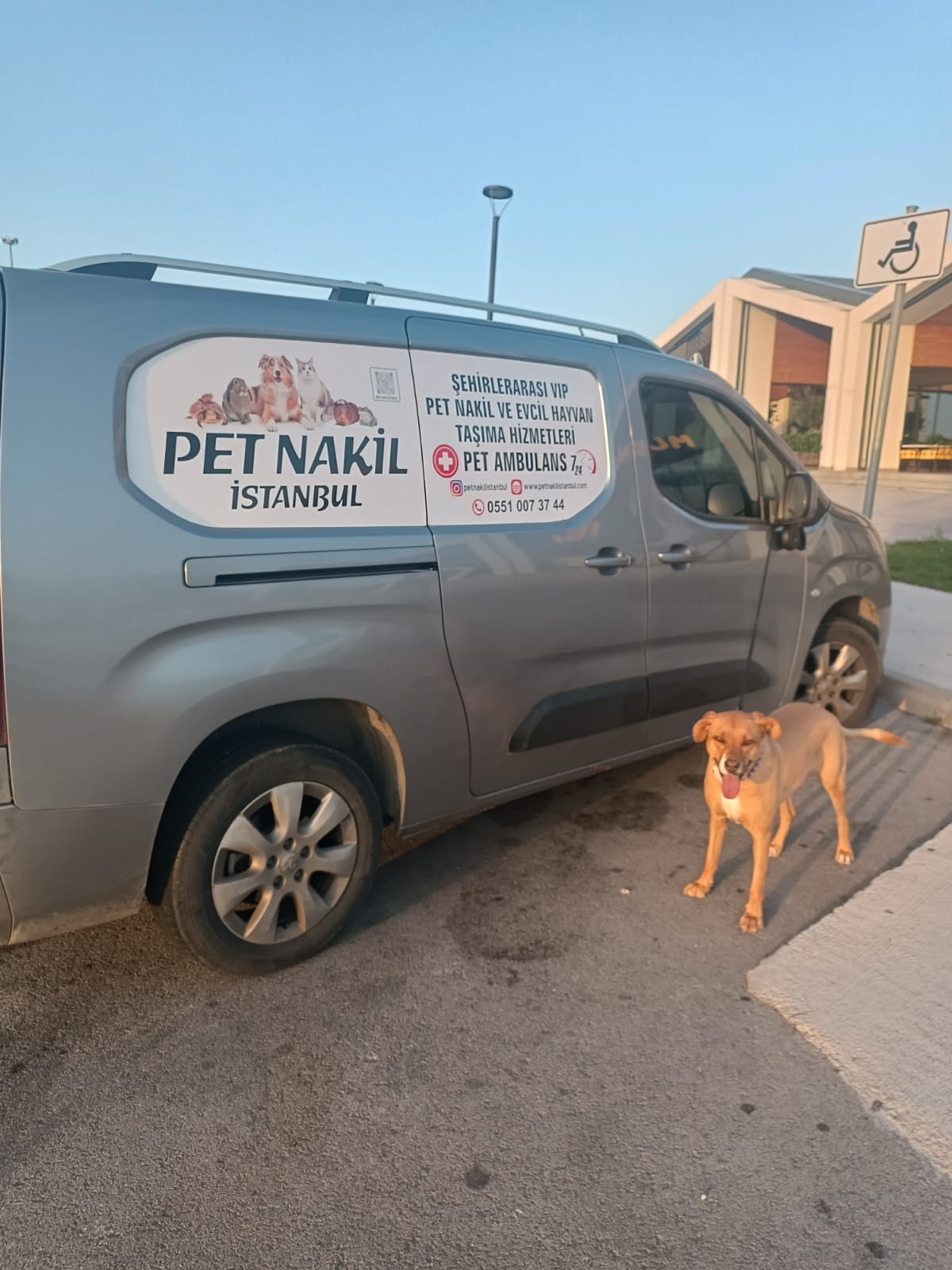 Pet Transfer