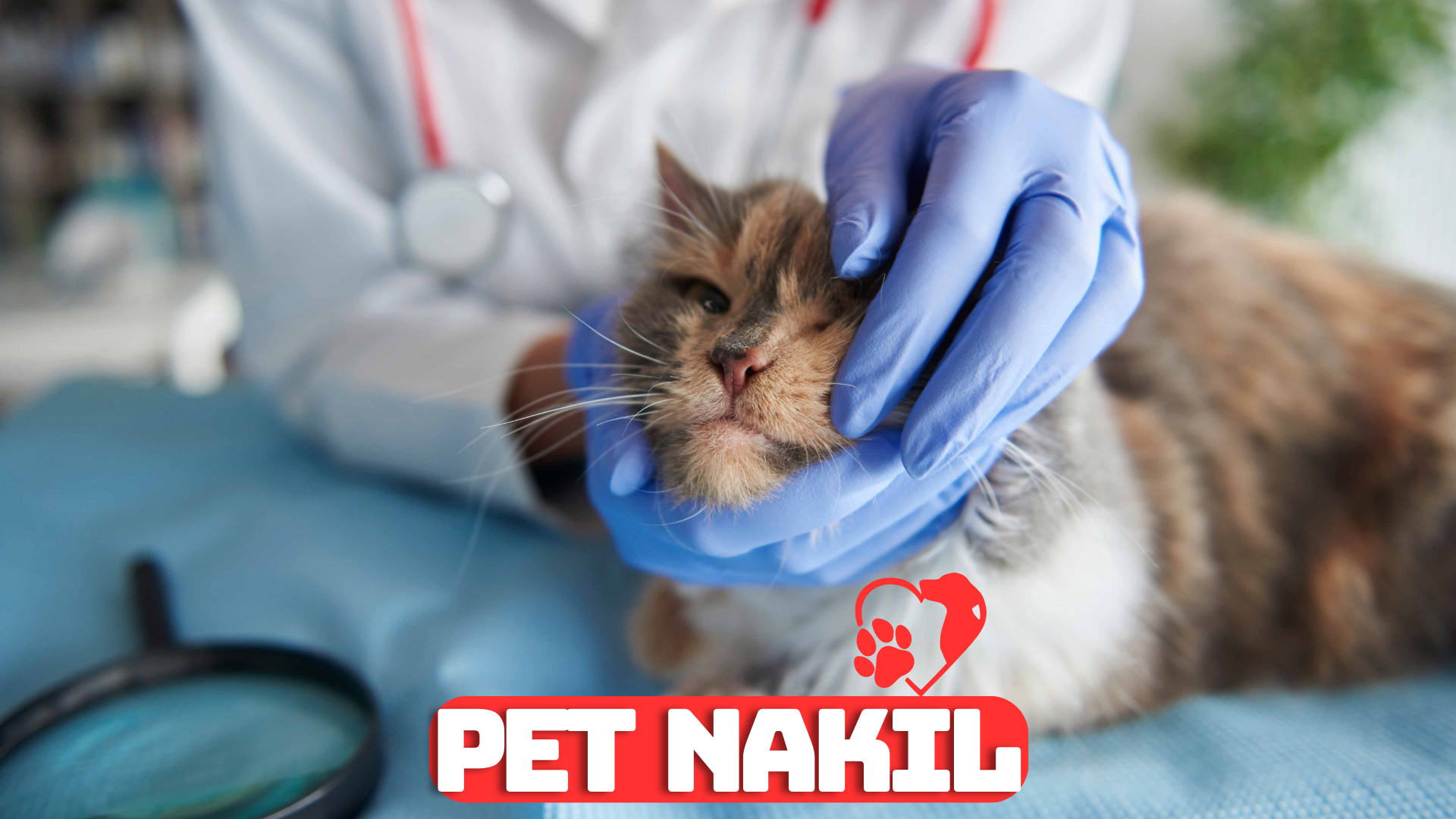Pet Klinik Transfer